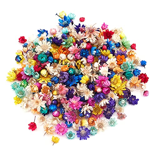 homeemoh 200 Piezas pequeñas Flores secas Naturales, Mini Flores secas Naturales de Brasil pequeñas Estrellas para Manualidades de Bricolaje fabricación de Velas de Resina epoxi, Color Mezclado