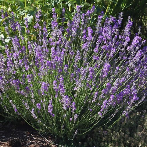 Lavandula angustifolia | Planta de Lavanda Inglés | Arbustos de hoja perenne (1 Planta)