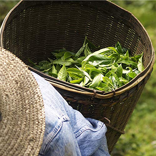 LES PAPOTEUSES | Flores de jasmine tea verdes bio | 72 bolsitas | Certificado ecológico y comercio justo | 3 confecciones de 24 bolsas | Hojas verdes de té verde