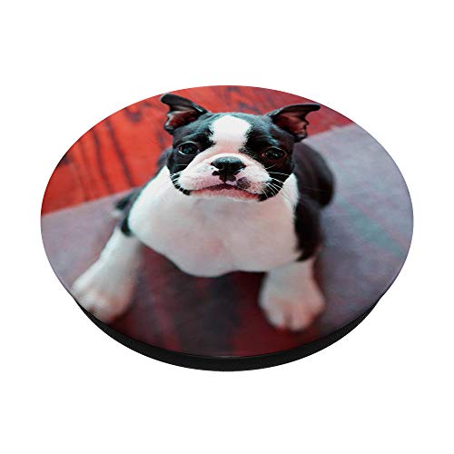 Lindo Boston Terrier perro foto diseño cachorro PopSockets PopGrip Intercambiable