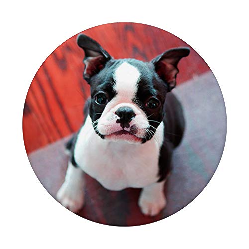 Lindo Boston Terrier perro foto diseño cachorro PopSockets PopGrip Intercambiable