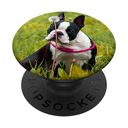 Lindo Boston Terrier perro foto diseño en hierba PopSockets PopGrip Intercambiable