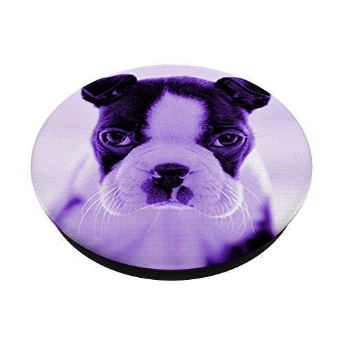 Lindo Boston Terrier perro foto diseño en púrpura PopSockets PopGrip Intercambiable