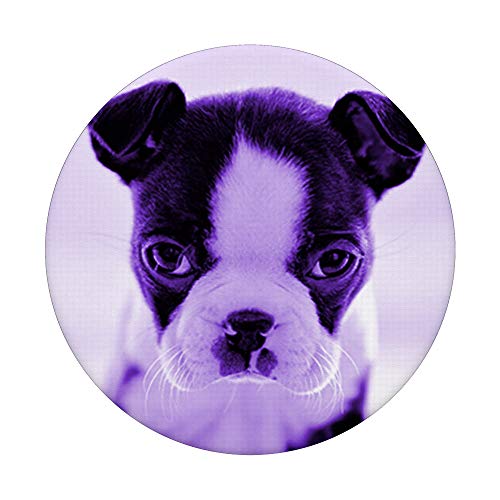 Lindo Boston Terrier perro foto diseño en púrpura PopSockets PopGrip Intercambiable