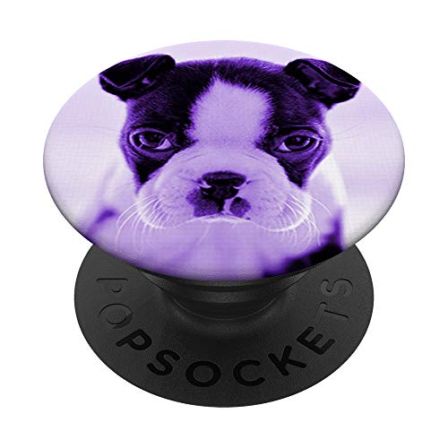 Lindo Boston Terrier perro foto diseño en púrpura PopSockets PopGrip Intercambiable