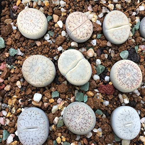 Lithops Meyeri - Juego de 3 pequeñas suculentas para la oficina, color rosa