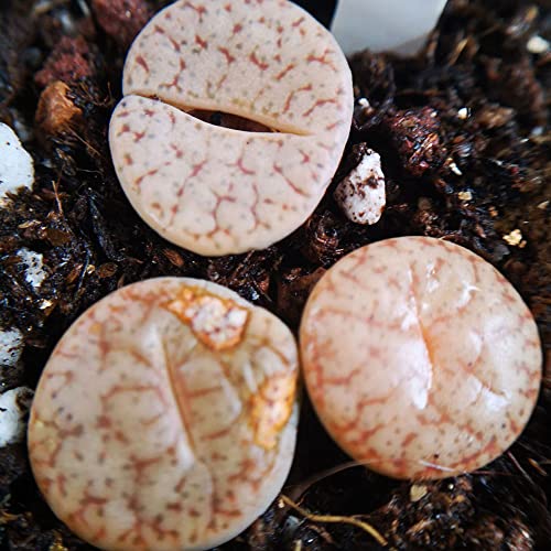 Lithops Meyeri - Juego de 3 pequeñas suculentas para la oficina, color rosa