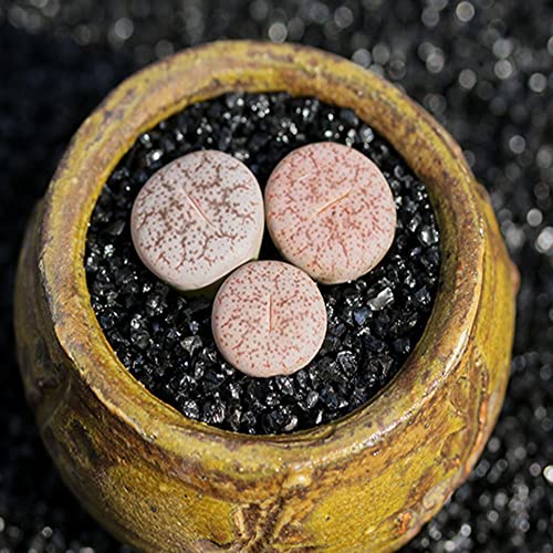 Lithops Meyeri - Juego de 3 pequeñas suculentas para la oficina, color rosa