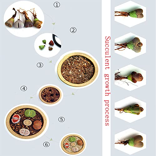 Lithops Meyeri - Juego de 3 pequeñas suculentas para la oficina, color rosa