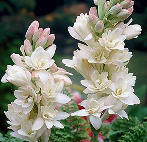 Los arreglos florales más utilizados, Bulbos de nardo,Las flores de verano son las más prósperas, Puede florecer todo el año Primera opción para flores cortadas-10 Bulbos