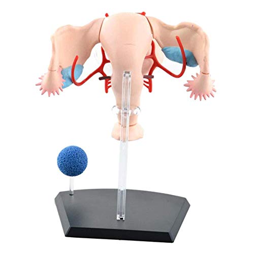 Modelo anatómico del útero Femenino Modelo Compuesto Material didáctico médico del Cuerpo Humano Modelo de anatomía de órganos del Sistema Reproductor Femenino