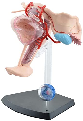 Modelo de anatomía, Modelo de montaje Modelo Modelo anatómico del útero femenino Modelo compuesto Ayudas de enseñanza del organismo humano Anatomía del órgano Modelo del sistema reproductor femenino c