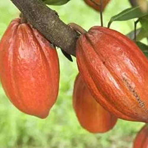 Oce180anYLVUK Semillas De Cacao Theobroma, 20 Piezas/Bolsa Semillas De Plantas Hermosas Semillas De Cacao Theobroma Naturales De Alta Germinación Para El Césped Semillas