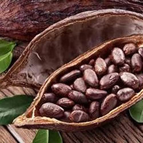 Oce180anYLVUK Semillas De Cacao Theobroma, 20 Piezas/Bolsa Semillas De Plantas Hermosas Semillas De Cacao Theobroma Naturales De Alta Germinación Para El Césped Semillas