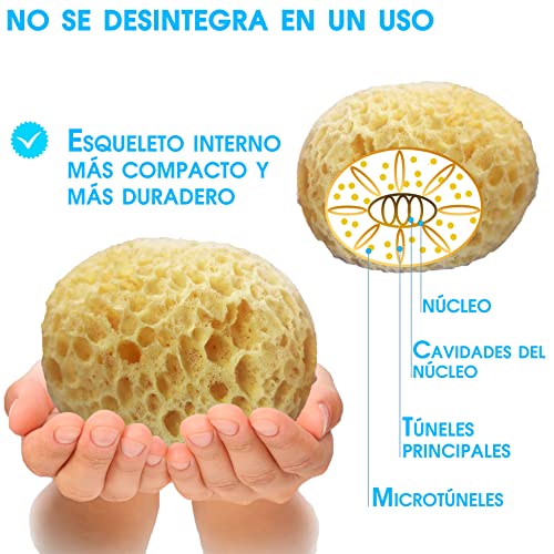 Pack x3 Esponja natural para bebe y personas mayores - Kit baby baño esponjas para el higiene del bebe recién nacido - Set cuidado bebe con esponja de baño natural y vegetal