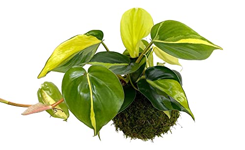 PLANTA NATURAL KOKEDAMA BRASIL 30CM PERFECTA PARA DECORACIÓN