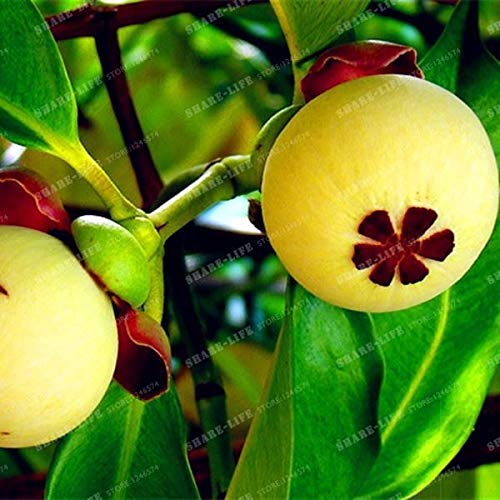 Portal Cool 20pcs familia Clusiaceae Garcinia mangostana Semillas Ãrbol de hoja perenne púrpura Mangoste