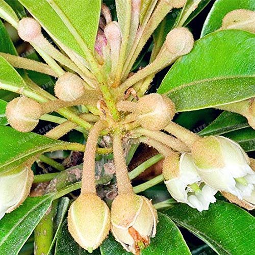 Portal Cool 20pcs familia Clusiaceae Garcinia mangostana Semillas Ãrbol de hoja perenne púrpura Mangoste