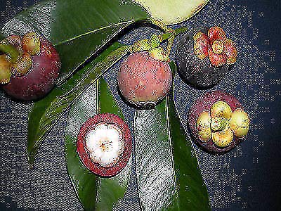 Portal Cool Bonsai Clusiaceae Garcinia mangostana casera de las semillas del jardín púrpura mangostán regalo