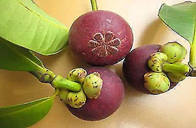 Portal Cool Bonsai Clusiaceae Garcinia mangostana casera de las semillas del jardín púrpura mangostán regalo