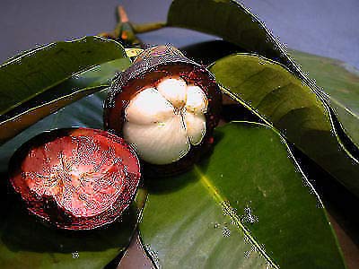 Portal Cool Bonsai Clusiaceae Garcinia mangostana casera de las semillas del jardín púrpura mangostán regalo