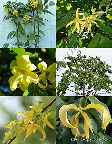 Portal Cool Cananga Odorata Ylang Ilang C H A N E L # 5 Perfume flor fragante Seed 15 Semillas