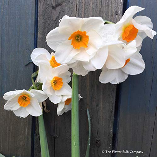 Portal Cool Narcissus 'Geranium' - dulce perfumado, de múltiples cabezas, populares narciso, 25 bombillas