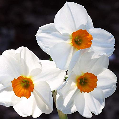 Portal Cool Narcissus 'Geranium' - dulce perfumado, de múltiples cabezas, populares narciso, 25 bombillas
