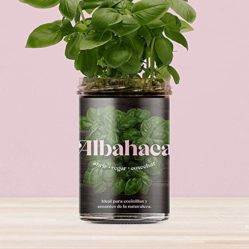 Resetea | Huerto de cocina | Albahaca