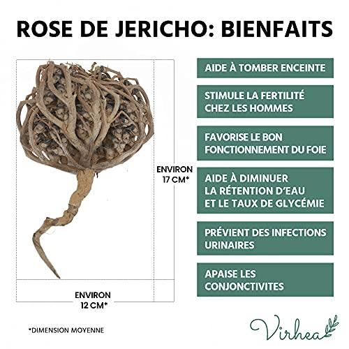 Rosa de Jericó, Chajarat Mariam x1 - Formato XL - Planta que Favorece la Fertilidad - Anastatica Hierochuntica [Satisfacción o reembolso]