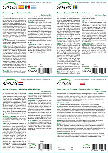 SAFLAX - Alerce europeo - 75 semillas - Con sustrato estéril para cultivo - Larix decidua