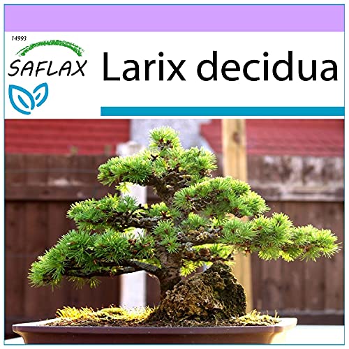 SAFLAX - Alerce europeo - 75 semillas - Larix decidua