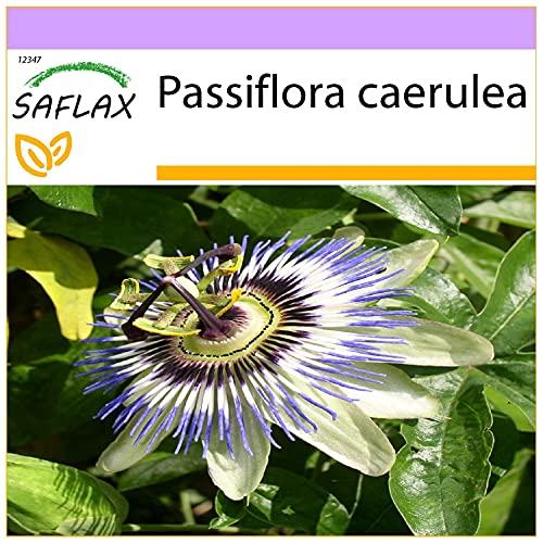 SAFLAX - Flor de la pasión - 25 semillas - Passiflora caerulea