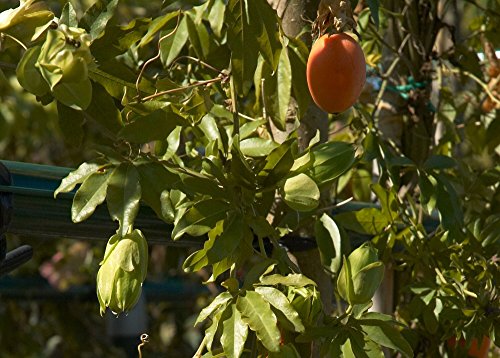 SAFLAX - Flor de la pasión - 25 semillas - Passiflora caerulea