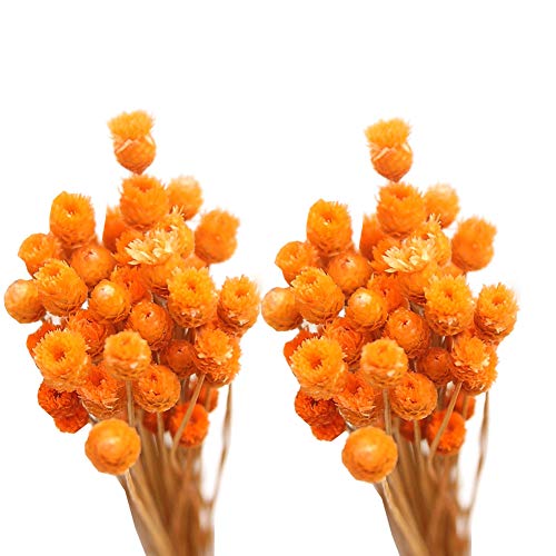 Secado Decoración Natural Eterna Bundle Bouque Naranja De Brasil Fotografía Jarrón Hogar De La Boda Orange Regalo 50pcs