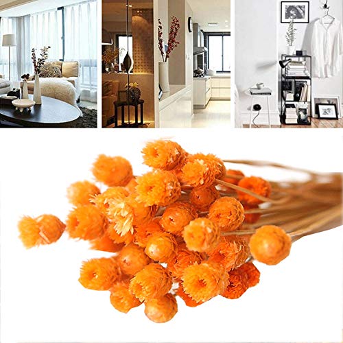 Secado Decoración Natural Eterna Bundle Bouque Naranja De Brasil Fotografía Jarrón Hogar De La Boda Orange Regalo 50pcs