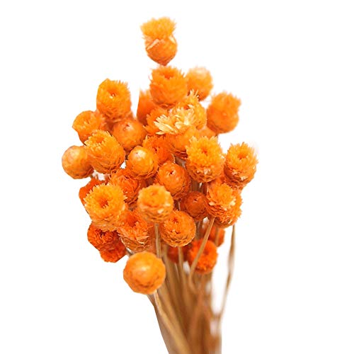 Secado Decoración Natural Eterna Bundle Bouque Naranja De Brasil Fotografía Jarrón Hogar De La Boda Orange Regalo 50pcs