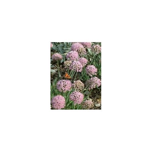 SEMILLAS 30 + ALLIUM GERMAN AJO flor de la lila/LLAMATIVA/ciervo RESISTENTE A/FRAGANTE