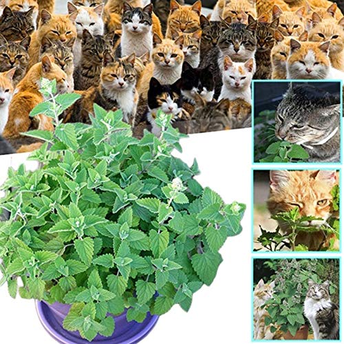 Semillas de flores semillas planta 200pcs/bolsa Catnip semillas spearmint alta germinación hierbas de menta comestibles cubiertas de hierba al aire libre semilleros para el jardín - semilla de catnip