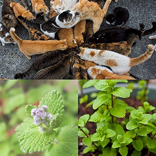 Semillas de flores semillas planta 200pcs/bolsa Catnip semillas spearmint alta germinación hierbas de menta comestibles cubiertas de hierba al aire libre semilleros para el jardín - semilla de catnip