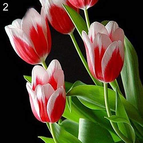 Semillas Semillas tulipán, 100 piezas / bolsa de tulipán Perenne Fragancia natural color brillante Bonsai Semilla para el balcón