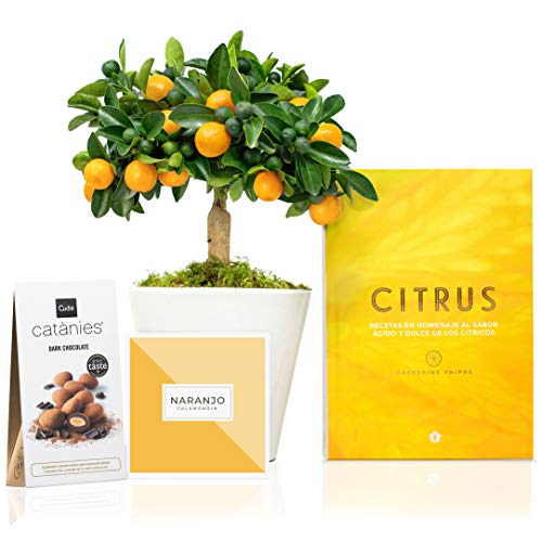 Set Regalo Gourmet Bombon con Naranjo Enano Calamondin 38 cm en maceta de 16 cm diámetro, guía de cuidados, catànies de chocolate y libro de recetas entregado en caja de regalo