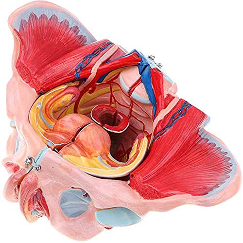 SLRMKK El Modelo de Pelvis Femenino, los órganos Reproductores y el Modelo de nervio Vascular están compuestos de Cuatro Partes, con 71 números