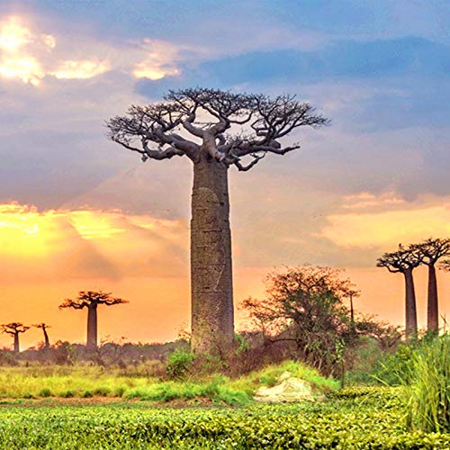 TENGGO Egrow 5Pcs/Bolsa Adansonia Digitata Baobab Tree Semillas Raro Baobab Semillas Tropical Planta Jardín Semillas