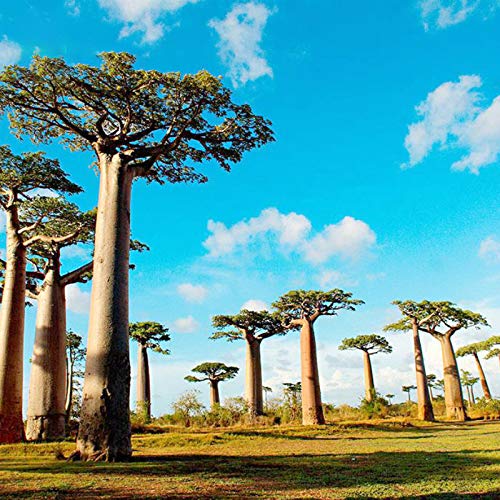 TENGGO Egrow 5Pcs/Bolsa Adansonia Digitata Baobab Tree Semillas Raro Baobab Semillas Tropical Planta Jardín Semillas