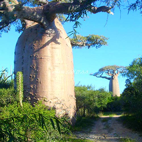 TENGGO Egrow 5Pcs/Bolsa Adansonia Digitata Baobab Tree Semillas Raro Baobab Semillas Tropical Planta Jardín Semillas