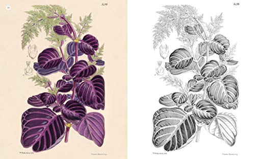 The Kew Gardens World of Flowers Colouring Book: Over 40 Beautiful Illustrations Plus Colour Guides (Kew Gardens Arts & Activities)