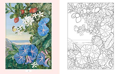 The Royal Botanic Gardens, Kew Marianne North Nature Coloring Book: Over 40 Beautiful Images Plus Color Guides: 7 (Royal Botanic Kew Gardens Arts & Activities)