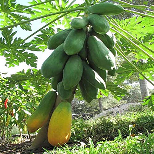 TOYHEART 100 Piezas De Semillas De Frutas De Primera Calidad, Semillas De Papaya, Semillas De Papaya Dulce Amarillas Pequeñas, Raras, No Transgénicas, Para Jardín Verde