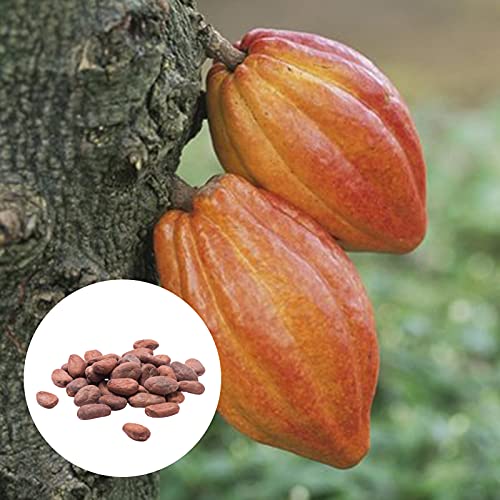 TOYHEART 20 Piezas De Semillas De Hortalizas De Primera Calidad, Semillas De Plantas Hermosas Semillas De Cacao Natural De Theobroma De Alta Germinación Para Césped Semillas